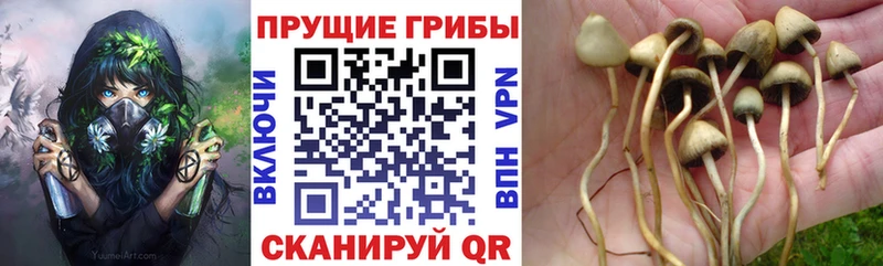 блэк спрут вход  Голицыно  Псилоцибиновые грибы ЛСД 